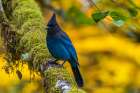 USA-Oregon-Silver Falls State Park Stellers jay on branch Art Print